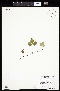 Rubus arcticus image