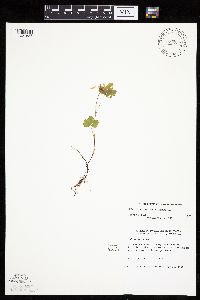 Rubus arcticus subsp. acaulis image