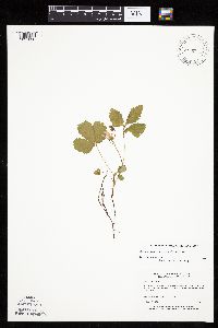 Rubus arcticus subsp. acaulis image