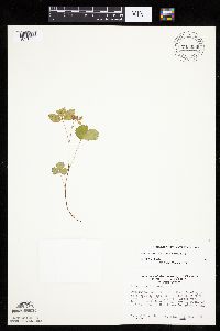 Rubus arcticus subsp. acaulis image