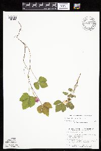 Rubus arcticus subsp. acaulis image
