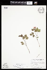 Rubus arcticus subsp. acaulis image