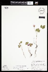 Rubus arcticus subsp. acaulis image