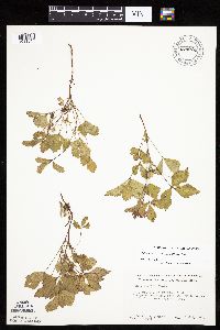 Rubus arcticus subsp. acaulis image