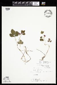 Rubus arcticus subsp. acaulis image