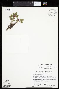 Rubus arcticus subsp. acaulis image