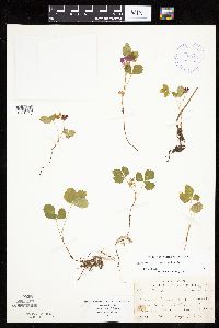 Rubus arcticus subsp. acaulis image