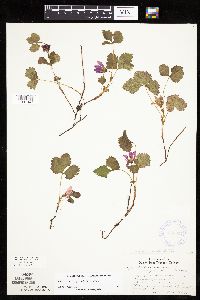 Rubus arcticus subsp. acaulis image
