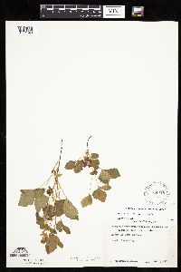 Rubus arcticus subsp. acaulis image