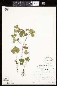 Rubus arcticus subsp. acaulis image
