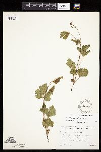 Rubus arcticus subsp. acaulis image