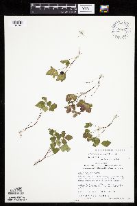 Rubus arcticus subsp. acaulis image