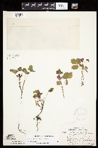 Rubus arcticus subsp. acaulis image