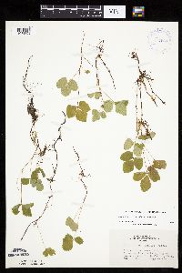 Rubus arcticus subsp. acaulis image