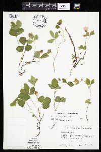Rubus arcticus subsp. acaulis image