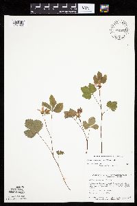 Rubus arcticus subsp. acaulis image