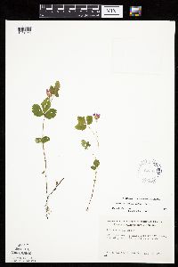 Rubus arcticus subsp. acaulis image