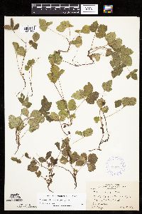 Rubus arcticus subsp. acaulis image