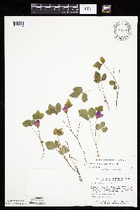 Rubus arcticus subsp. acaulis image