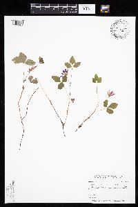 Rubus arcticus subsp. acaulis image