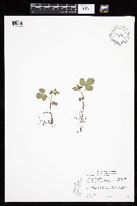 Rubus arcticus subsp. acaulis image