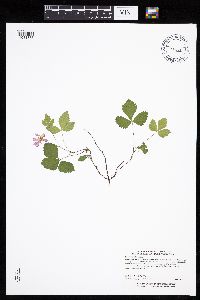 Rubus arcticus subsp. acaulis image