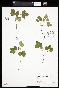 Rubus arcticus subsp. acaulis image