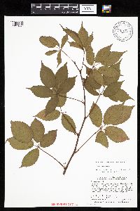 Rubus canadensis image