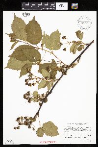 Rubus canadensis image