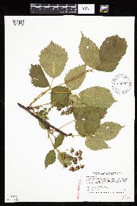 Rubus canadensis image