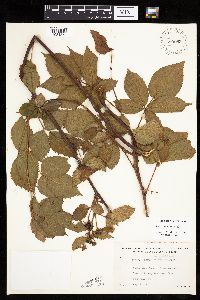 Media resource of Rubus canadensis