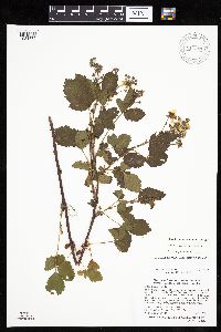 Media resource of Rubus quaesitus