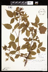 Rubus canadensis image
