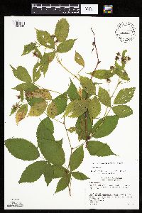 Rubus canadensis image