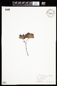 Media resource of Rubus chamaemorus