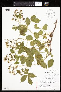 Rubus dissensus image