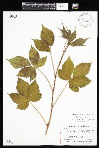 Media resource of Rubus dissensus