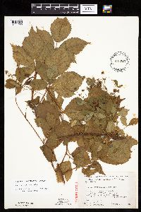 Rubus dissensus image