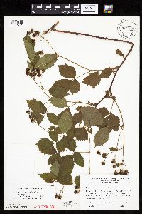 Rubus dissensus image