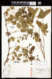 Rubus dissensus image