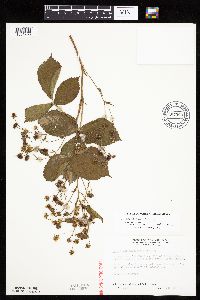 Rubus dissensus image