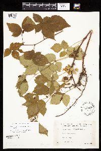 Media resource of Rubus ferrofluvius