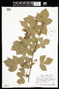 Rubus frondosus image