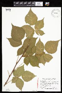 Rubus frondosus image