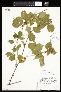 Rubus frondosus image