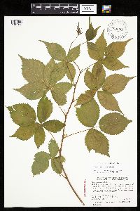 Rubus frondosus image