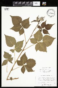 Rubus frondosus image