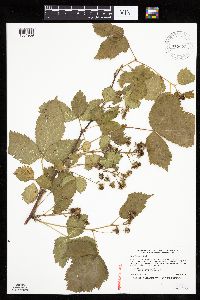 Rubus frondosus image