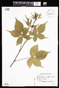 Rubus frondosus image