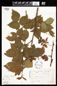 Media resource of Rubus superioris
